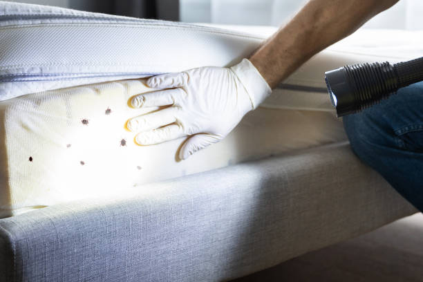 Trusted Quantico Base, VA Pest Control Experts